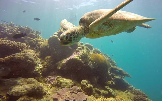 Whitsunday Islands - Snorkelen