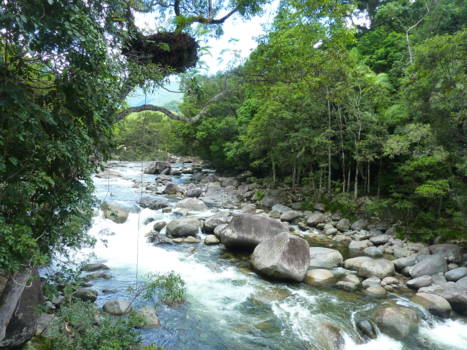 Daintree National Park - Niet zwemmen!