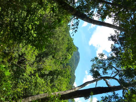 Daintree National Park - Uitzicht vanuit Daintree National Park