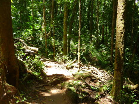 Daintree National Park - Ultiem groen