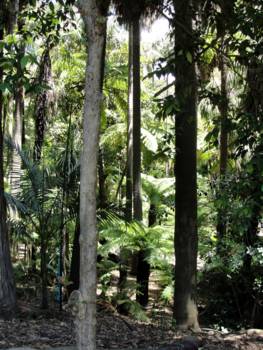 Melbourne - Grote bomen en palmen in de botanische tuin