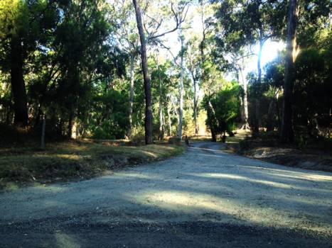Great Ocean Road - On our way to a camping place near the Great Ocean Road we saw this little fella