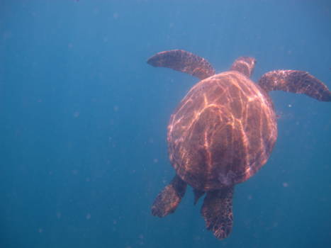 Whitsunday Islands - Schildpad