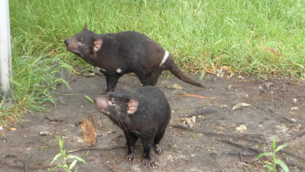 Tasmanië - Tasmanium Devil