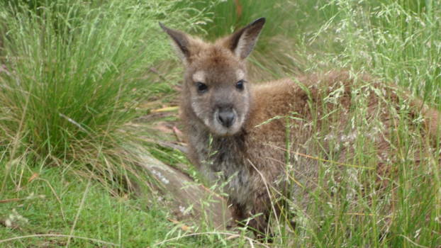 Tasmanië - kiekeboe