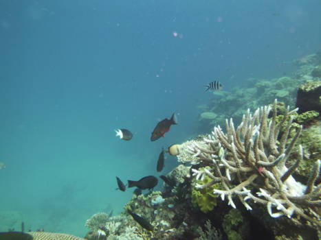 Great Barrier Reef