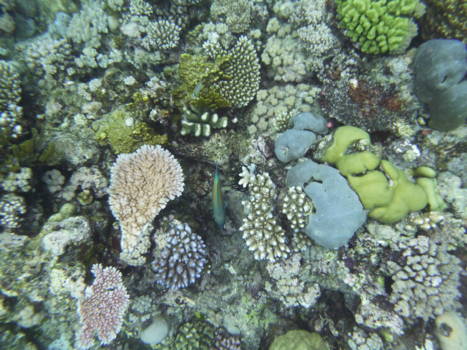 Great Barrier Reef