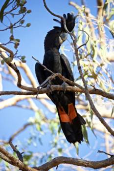 Western Australia - De Roodstaart Kaketoe