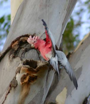 Northern Territory - Rose kakatoe bij haar nest