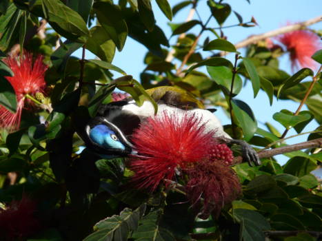 Queensland - Vogelparadijs