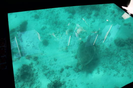 Exmouth - Zeeschildpad van bijna een meter lang.
