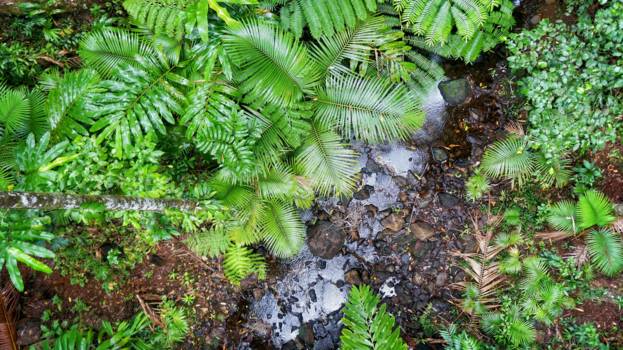 Cape Tribulation - In het regenwoud