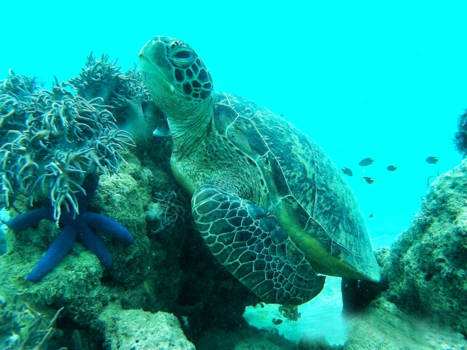 Queensland - Great Barrier Reef
