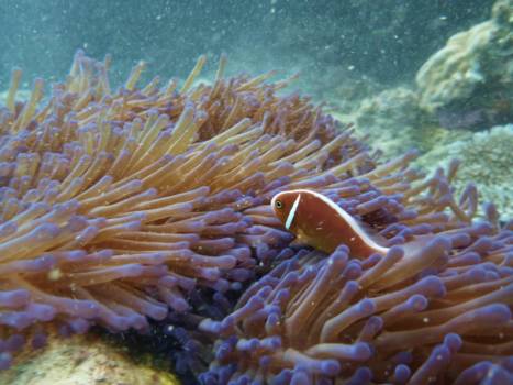 Australie - Duiken in het Great Barrier Reef