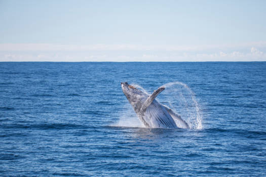 Australie - Walvissen spotten in Nelson Bay NSW