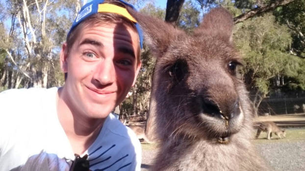 Australie - Kangaroo