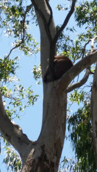 South Australia - Nature - Koala in tree