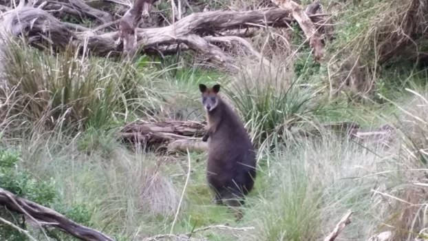 Phillip Island - Wallaby bij swan lake op Phillip Island, Australië