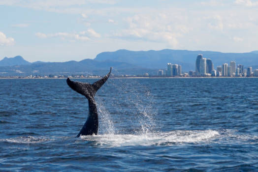 Melbourne - a majestic beauty in Paradise