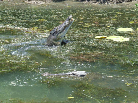 South Australia - krokodillen poseren  voor onze camera