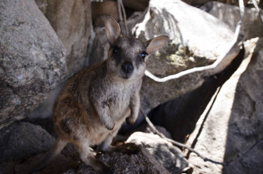 Magnetic Island - Nieuwsgierige wallaby