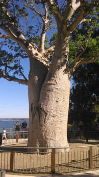 Kings Park - Kings park Perth