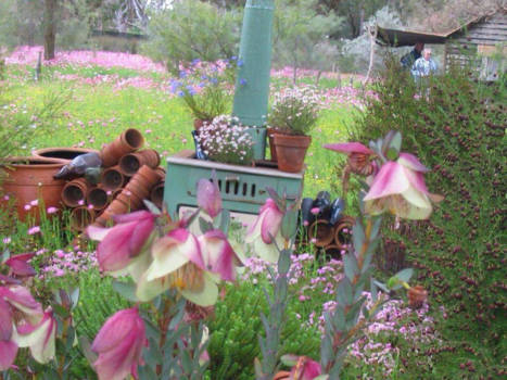 Albany - Wildflowers