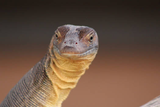 Queensland - Hello mate