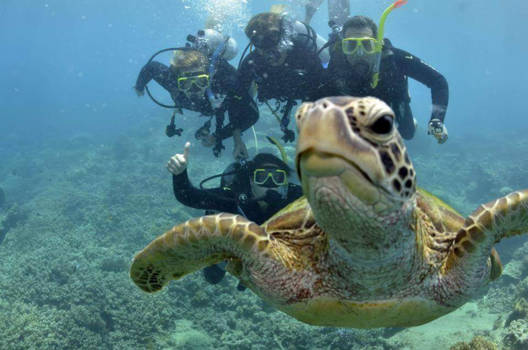 Great Barrier Reef - Turtle selfie