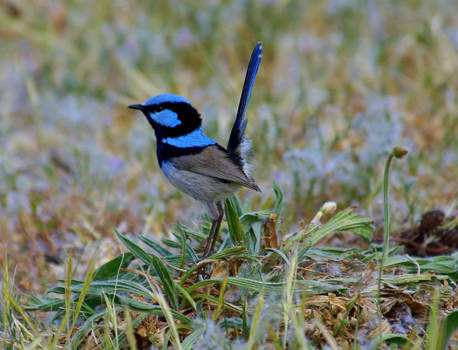 Western Australia - speciale vogels