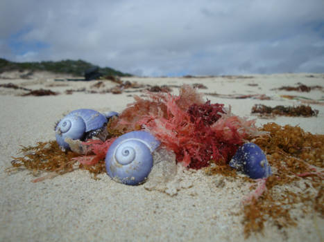 Western Australia - Stilleven bij  Jurrien Bay