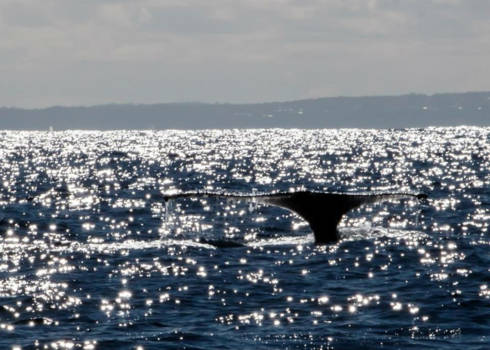 Sydney - Walvisstaart net buiten Sydney Harbour