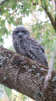 Victoria (Australië) - tawney frogmouth