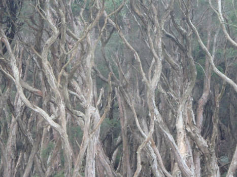 Tasmanië - Ondoorgrondelijk mooi