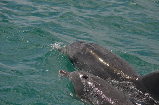 Perth - Dolfijnentocht