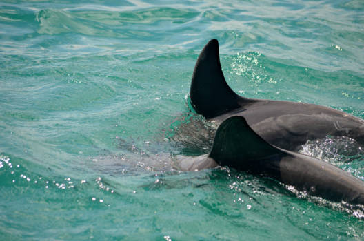 Perth - Dolfijnentocht