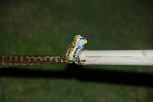 Queensland - Evening walks in Mackay.. (safely released the next day)