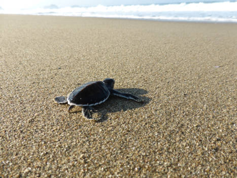 Schildpadden kijken - Bye bye baby!