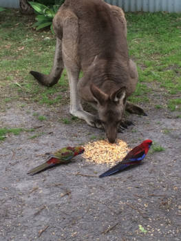 Victoria (Australië) - Samen smullen