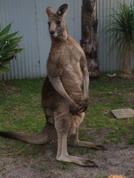 Victoria (Australië) - Hier ben ik weer