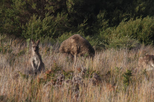 Melbourne - 'Put your head in the sand!'