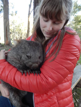 Launceston - Met het liefste dier van Australië, de wombat!