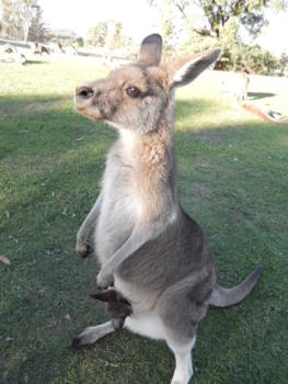 Tasmanië - Kangaroo met baby-kangaroo in de buidel.