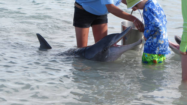 Western Australia - Dolfijnen voeren in Monkey Mia, Shark Bay, Western Australia