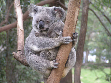 Queensland - Mama mooiste.