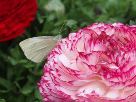 Victoria (Australië) - Ook aandacht voor de kleine dingen op een grote reis