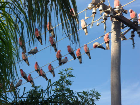 Western Australia - Op rijtje