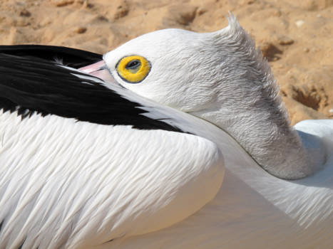 Western Australia - Pelikaan in Monkey Mia