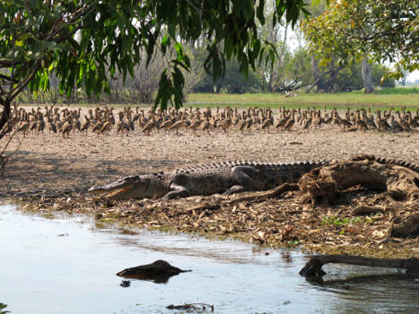 Northern Territory - Salty in de Corroborree Billabong. De whistling ducks kijken op gepaste afstand toe.