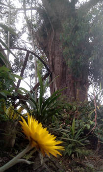 New South Wales - Lamingtonpark / Bina Burra / NSW